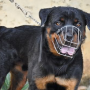 SJC: Lei que regula condução de cães é aprovada