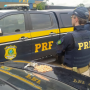 PRF apreende maconha e cocaína na Via Dutra