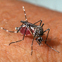 Caraguatatuba confirma primeira morte por dengue 