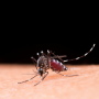 RMVale chega a 71 mortes por dengue