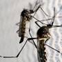 Vale do Paraíba chega a 68 mortes por dengue