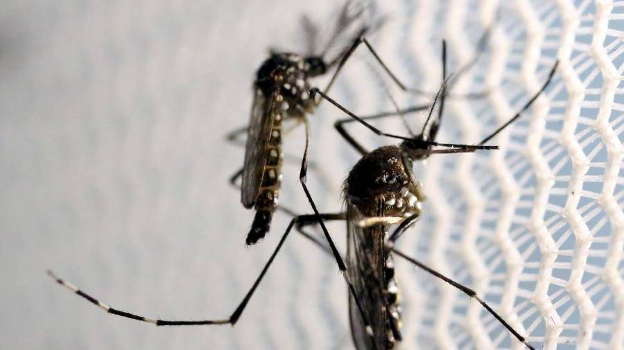 Cidade de São Paulo decreta  emergência por dengue