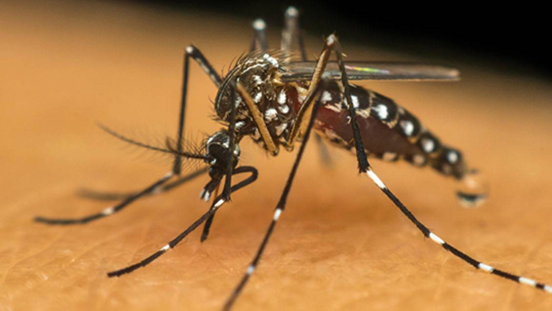 Mortes por dengue chegam a 74 na RMVale