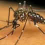 São José tem primeira morte por dengue neste ano