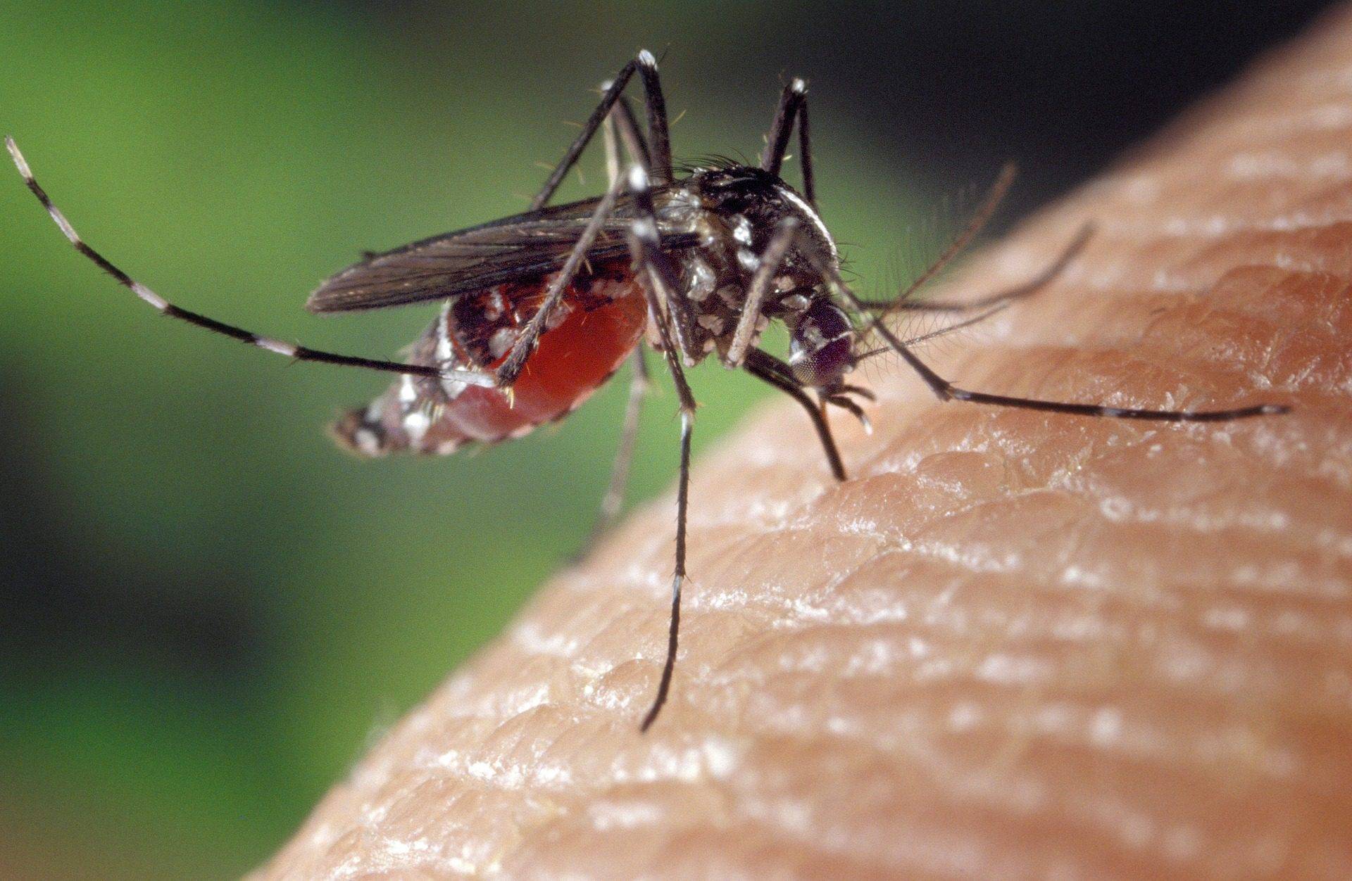 São José e Taubaté confirmam novas mortes por dengue