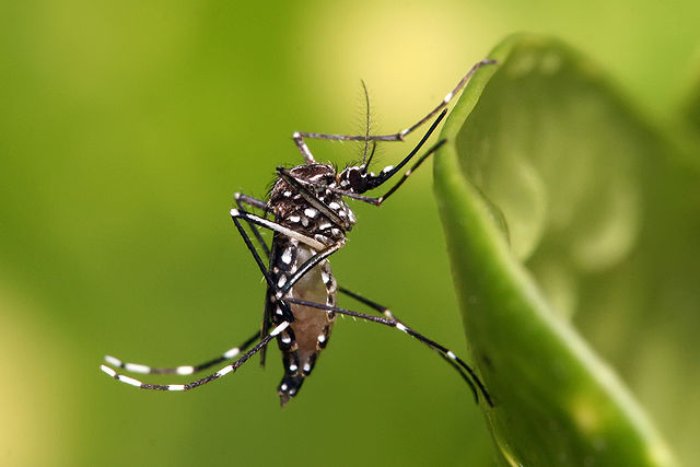 Mortes por dengue chegam a 106 na RMVale