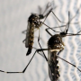 O Brasil contra a Dengue