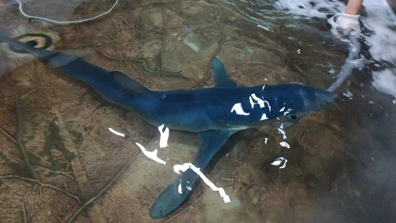 Tubarão Azul morre após ser resgatado, em Ilhabela