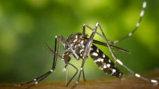 dengue