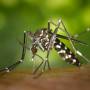 Hospital de Caçapava comunica Prefeitura sobre morte por dengue