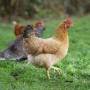 EUA registram surto da gripe aviária H7N9 após 7 anos