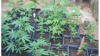 PES-DE-MACONHA