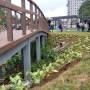 SJC: Jardim de Chuva no Morumbi é inaugurado