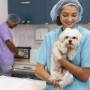 São José abre mil vagas para castração e microchipagem gratuita de pets