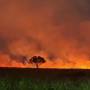 Incêndio atinge área de mata na Zona Leste de São José 