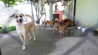 pets 