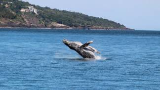 Baleia