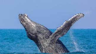 Baleia