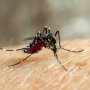 Guaratinguetá confirma primeira morte por dengue em 2025