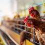 China suspende compra de frango brasileiro após caso de gripe aviária
