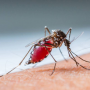 São Sebastião confirma primeira morte por dengue em 2025