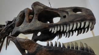 Ossada Dino