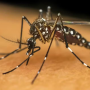Jovem de 23 anos morre por dengue em Guaratinguetá