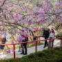 Campos do Jordão realiza mais um edição da Festa da Cerejeira em Flor