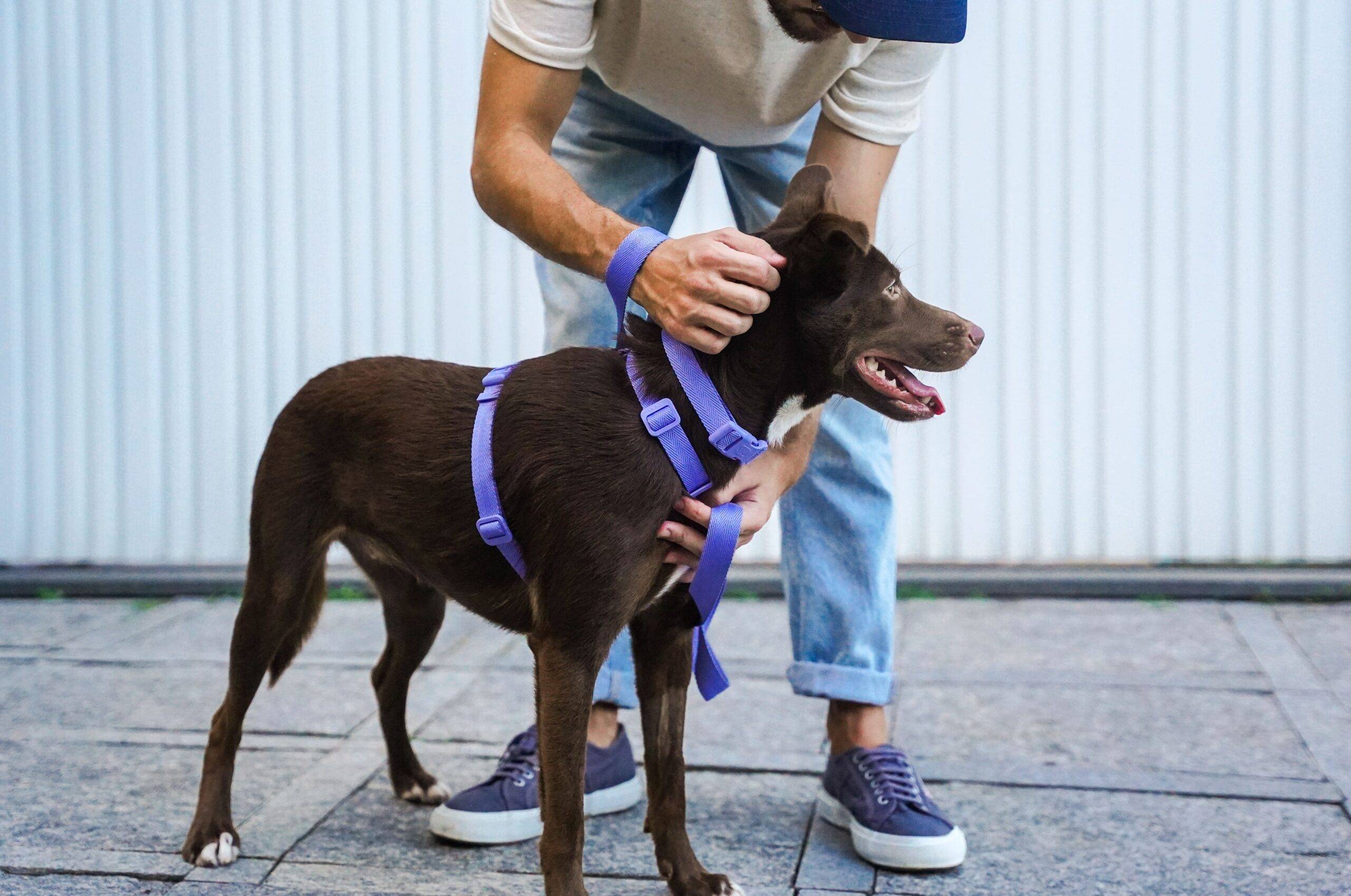 Feira de Adoção em Caçapava busca novos lares para animais resgatados