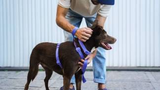 cachorro_07-scaled