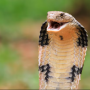 Bebê morde cobra na Índia e sobrevive após ser hospitalizado