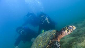 Foto-por-Thiago-Guirado-Sectur-Ilhabela-tartarugas