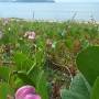 Caraguá inicia projeto para proteger praias e biodiversidade