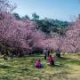 Parque da Cerejeira de Campos do Jordão recebe “Festival de Gastronomia”