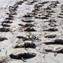 Mais de 700 pinguins são encontrados mortos no litoral de SP