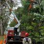 EDP realiza mutirão de poda de vegetação no Litoral Norte