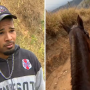 MP denuncia tutor por mutilação de cavalo em Bananal