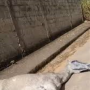  Cavalo morre após ser forçado a puxar charrete em Jacareí