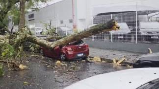 arvore caida carro