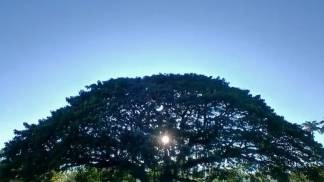 arbore sjc