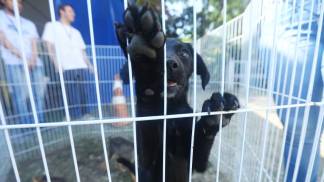 pet feira