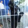 SJC: Feira de adoção e vacinação de pets movimenta CCZ