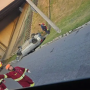 SJC: Carro capota na Marginal da Via Dutra no Vista Verde