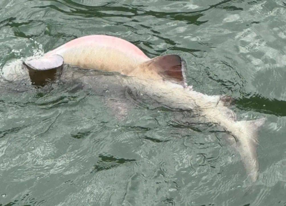 Tubarão-mangona é resgatado debilitado em Ubatuba