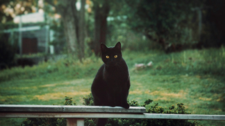 Gato Preto