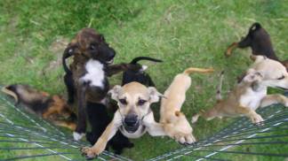 ccz_animais_adoc-a-o-04-claudio_vieira