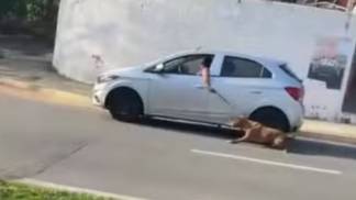 carro cachorro