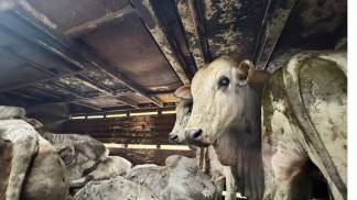 maus-tratos gado maus-tratos gado