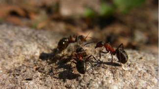 20140523_formigas_creativecommons