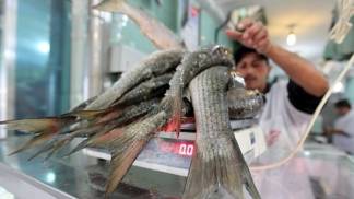 20140307_peixes_estadaoconteudo